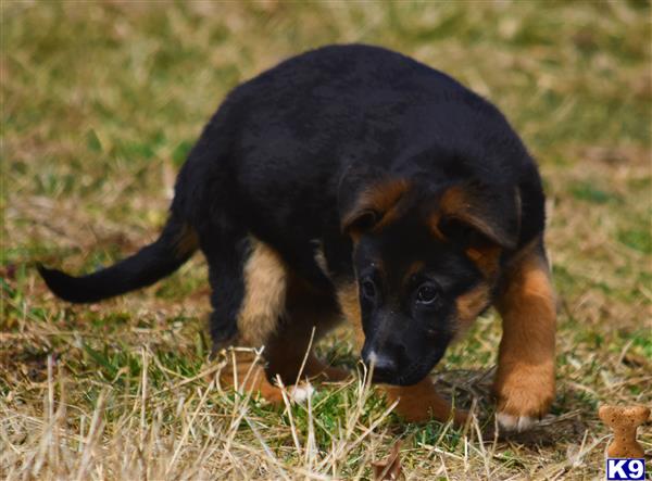 blueridgelanegsd Picture 2